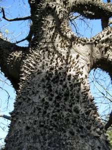 Dornenbaum